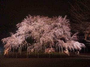 六義園さんのサイトの枝垂桜
